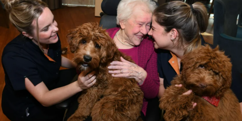 Samen met je hond naar je werk